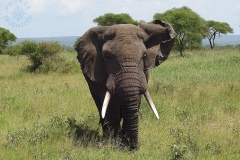 Tarangire