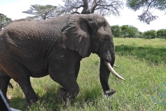 Park Tarangire