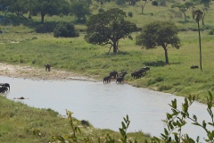 Park Tarangire