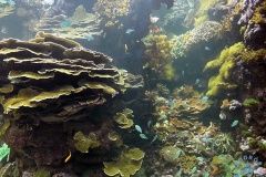 Oceanarium