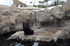 Oceanarium
