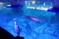 Oceanarium