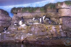 Oceanarium