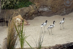 Oceanarium