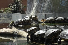 Oceanarium
