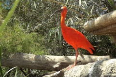 Oceanarium