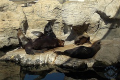 Oceanarium