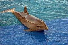 Oceanarium
