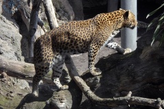Bioparc