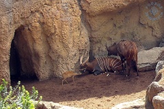 Bioparc