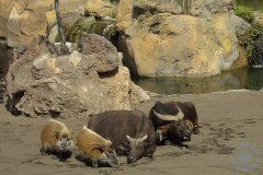 Bioparc