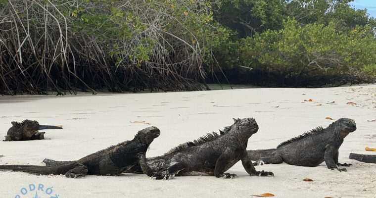 Galapagos zdjęcia